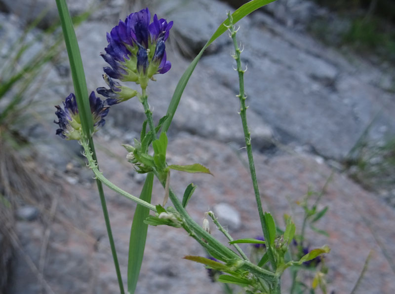 Medicago sativa - Fabaceae